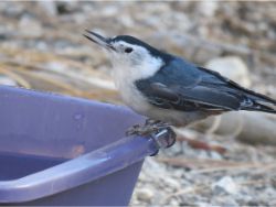 White-breasted Nuthatch